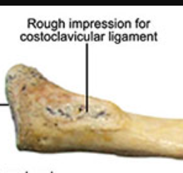 <p>a rough surface </p>