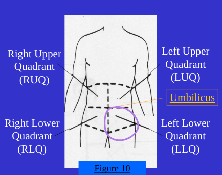 <ol start="4"><li><p>Left Lower Quad(LLQ)</p></li></ol><p></p>