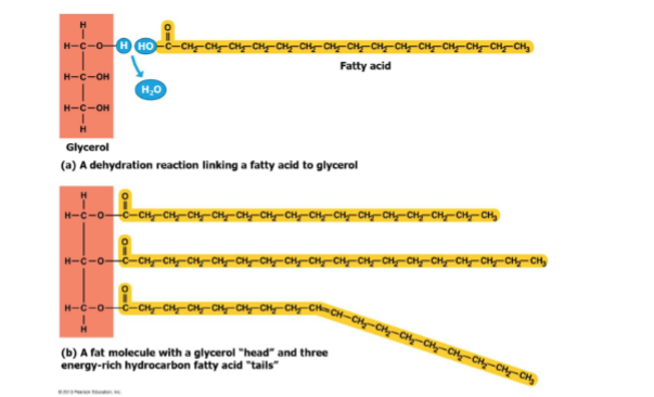 <p>what does typical fats/triglycerides consist of?</p>