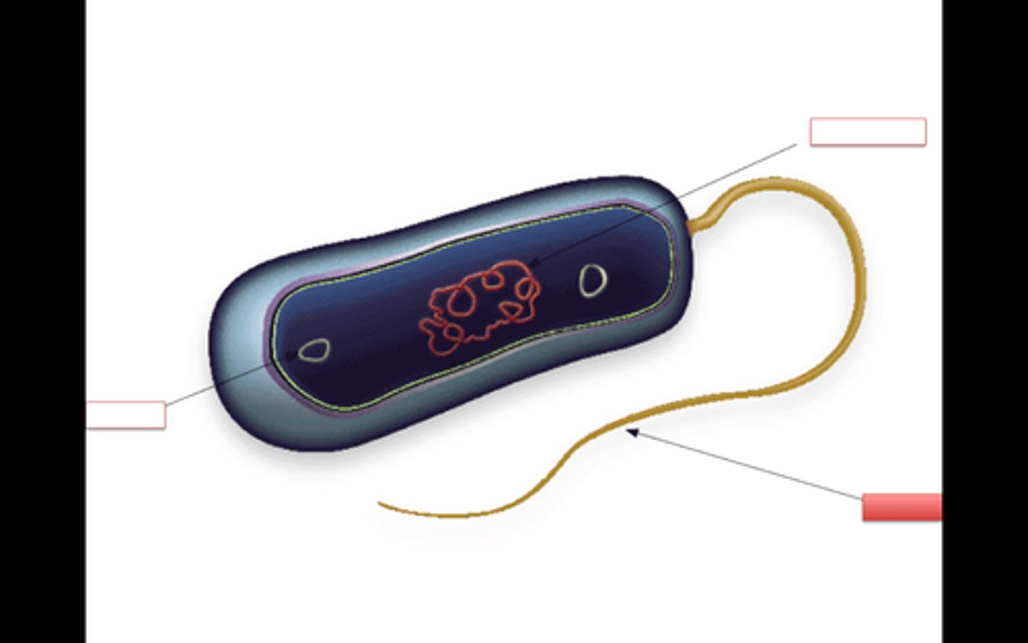 <p>whip-like tails that help bacteria move</p>