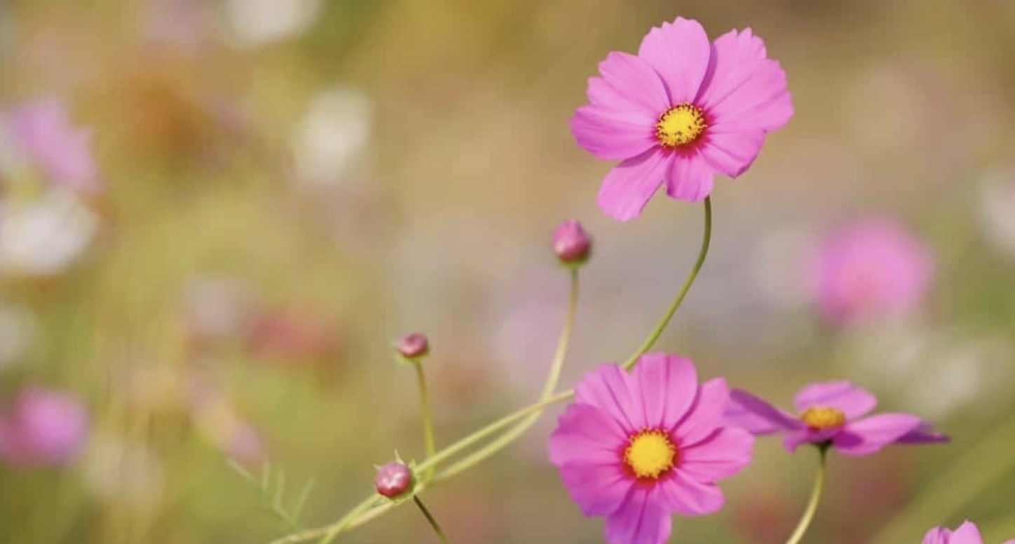 Flower 175