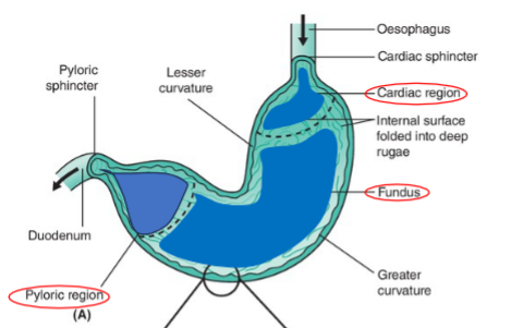 <ul><li><p>cardiac part</p></li><li><p>fundus</p></li><li><p>pyloric part</p></li></ul><p></p>