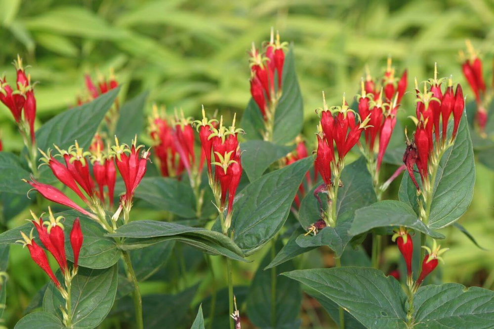 <p>A perennial wildflower known for its striking red flowers and is native to the eastern United States.</p>