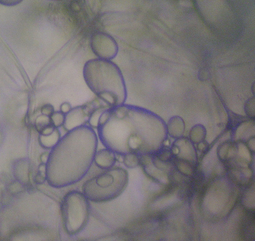 <p>What plastid is this? What type of cell is this?</p>