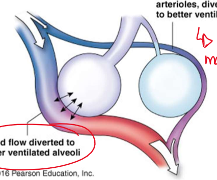 <ul><li><p>Gravity:</p><ul><li><p>More negative intrapleural pressure at apex means alveoli are already partially open and filled even at rest, and therefor do not take in much air during ventilation</p></li><li><p>Apex gets less perfusion, base gets most</p></li><li><p>causes similar regions of lungs to receive matching ventilation and perfusion</p></li></ul></li><li><p>Regulating diameter of arterioles/bronchioles:</p><ul><li><p>Increased PCO2 = bronchodilation, decreased PCO2 = bronchoconstriction</p></li><li><p>decreased PO2 = arterioles constrict</p></li><li><p>Constriction of arterioles diverts blood away from under-ventilated region to better ventilated parts of the lung</p></li></ul></li></ul>