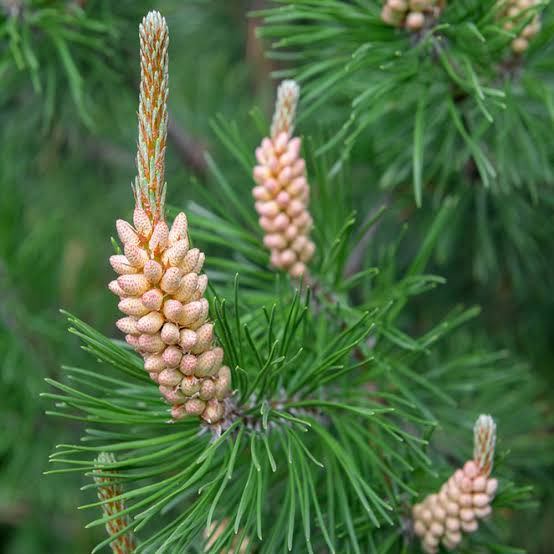 <p>Pinus sylvestris</p>