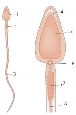 <p>Benoem het aangeduide deel: 2</p>