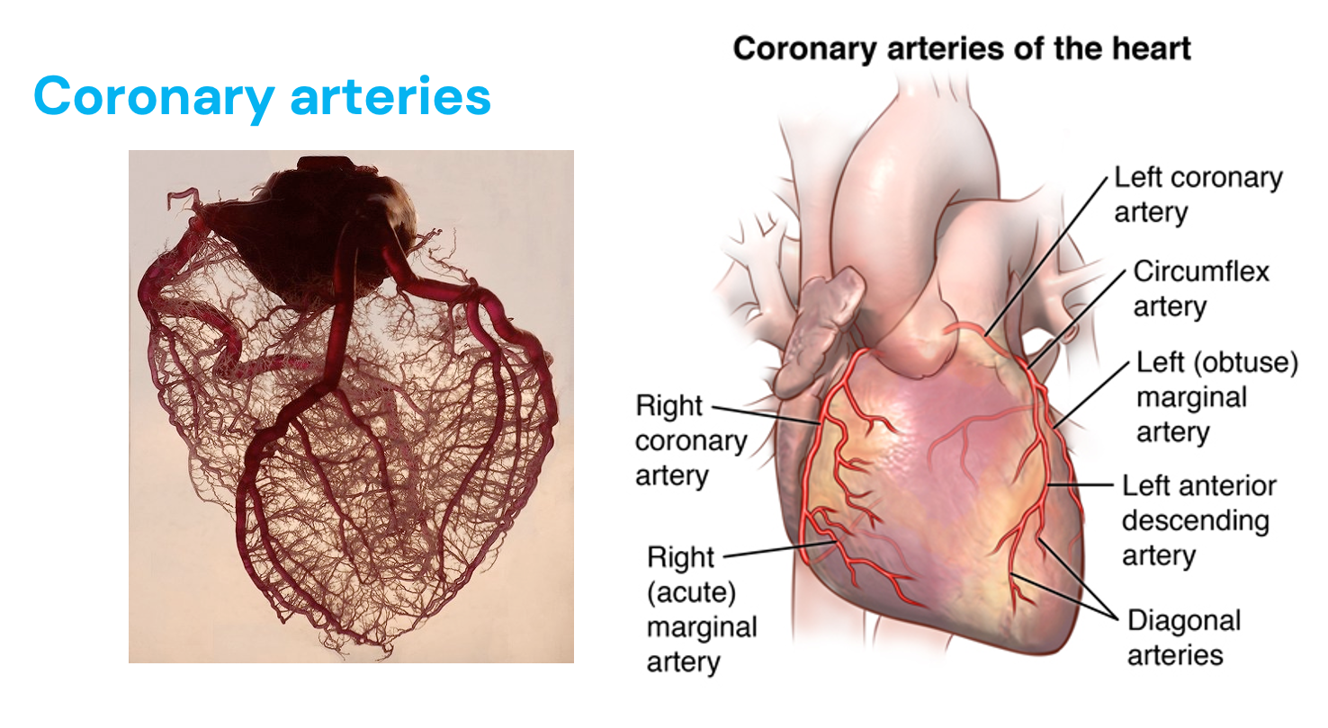 <ul><li><p>RCA = SA node, AV node pacemakers of the heart</p></li><li><p>Myocardial infarction = clot on plaque</p></li><li><p>Cardiomyocytes starved of oxygen = angina</p></li><li><p>Originate in aorta (blood high to low - aorta has highest pressure)</p></li><li><p>Blockage affects things downstream (higher up the worst)</p></li><li><p>Left CA blockage = widowmaker (supplies smaller amount of oxygen to heart)</p></li></ul><p></p>