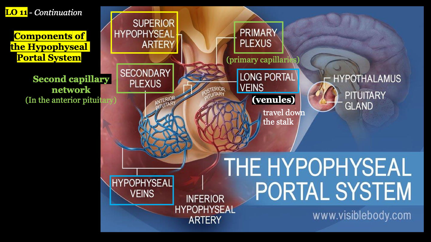 <ol><li><p>superior hypophyseal artery</p></li><li><p>primary plexus (primary capillaries)</p></li><li><p>long portal veins</p></li><li><p>secondary plexus (second capillary network)</p></li><li><p>hypophyseal veins</p></li></ol>