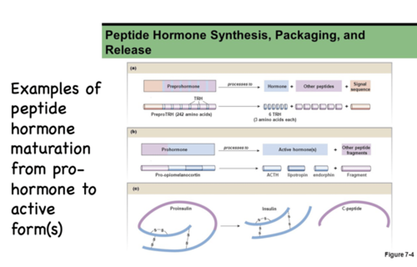 <p>Peptide hormones</p>