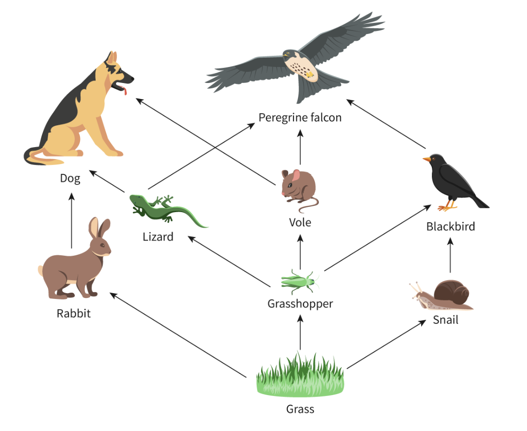 <p><span>made up of overlapping food chains, gives us a better picture of the relationships between organisms in a community and the different pathways that energy and nutrients can take as they flow through an ecosystem</span></p>