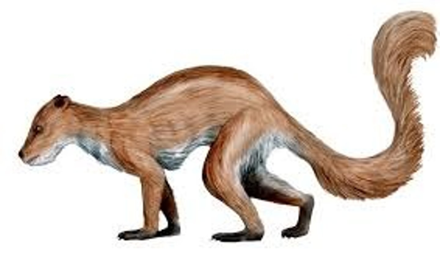 <p>No, While plesiadapiformes share a common ancestry with true primates and exhibit some primate-like traits, they are not classified as true primates themselves. Instead, they represent an important evolutionary step towards the development of modern primates.</p>