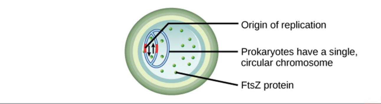 <p>DNA replication </p>