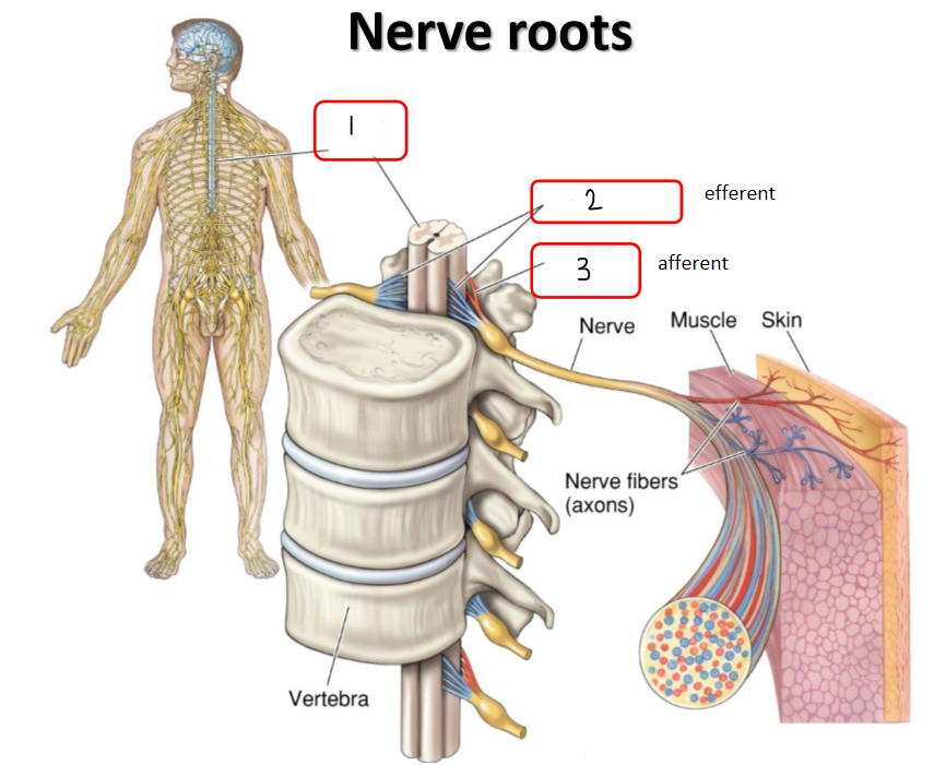 <p>Fill in the blank. (ventral roots, spinal cord, dorsal roots)</p>