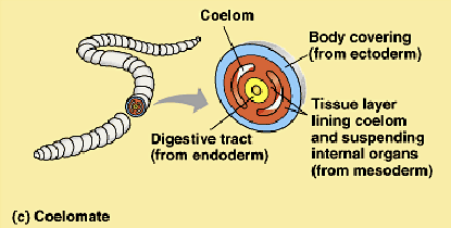 <ul><li><p>body covering from ectoderm</p></li><li><p>tissue layer lining coelom and suspending organs from mesoderm</p></li><li><p>digestive tract from endoderm</p></li></ul><p></p>