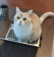 <p>コンピューターの上に猫がいます。<br>上（うえ）</p>