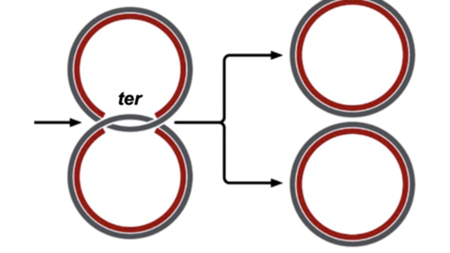 <p>- origin of replication</p><p>- replication fork</p><p>- replication bubble</p><p>- it is recognized by an initiator protein that opens one replication bubble with two replication forks</p><p>- ter: replication termination sit</p><p>- self-replicating DNA molecules</p>