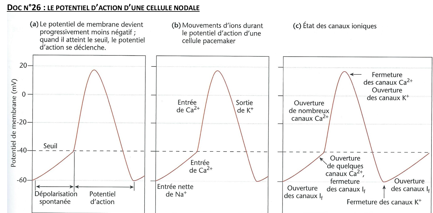 <ol><li><p>À la fin de la repolarisation, la membrane est autour de <strong>–60 mV</strong></p></li><li><p>Les <strong>canaux If (funny)</strong> s’ouvrent :</p><ul><li><p>Entrée lente de <strong>Na⁺</strong></p></li><li><p>↓ sortie de K⁺</p></li></ul></li><li><p>La membrane se <strong>dépolarise lentement</strong></p></li><li><p>Le potentiel atteint le <strong>seuil (~ –40 mV)</strong></p></li><li><p> <span data-name="small_blue_diamond" data-type="emoji">🔹</span> Phase 0 – Dépolarisation (naissance du PA) </p></li></ol><p>Quand le seuil est atteint :</p><ul><li><p>Ouverture brutale des <strong>canaux Ca²⁺ de type L</strong></p></li><li><p>Entrée massive de <strong>Ca²⁺</strong></p></li><li><p>Dépolarisation rapide de la cellule</p></li></ul><p><span data-name="warning" data-type="emoji">⚠</span> <strong>Ce n’est pas le Na⁺ qui déclenche le PA dans les cellules nodales</strong>, mais le <strong>Ca²⁺</strong>.</p><p><span data-name="arrow_right" data-type="emoji">➡</span> C’est ici que le <strong>potentiel d’action est né</strong>.</p><p><span data-name="small_blue_diamond" data-type="emoji">🔹</span> Phase 3 – Repolarisation </p><ul><li><p>Fermeture des canaux Ca²⁺</p></li><li><p>Ouverture des <strong>canaux K⁺</strong></p></li><li><p>Sortie de K⁺</p></li><li><p>Retour vers un potentiel négatif (~ –60 mV)</p></li></ul><p></p>