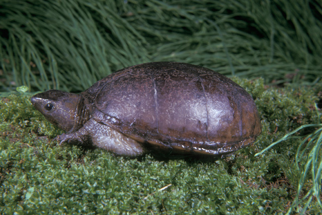 <table><tbody><tr><td colspan="1" rowspan="1"><p><br>Southeastern Mud Turtle</p></td></tr></tbody></table>
