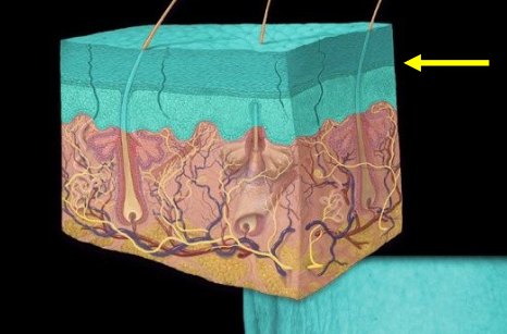 <p>The outermost layer of skin, composed of stratified squamous epithelium that provides a protective barrier against environmental factors. </p>