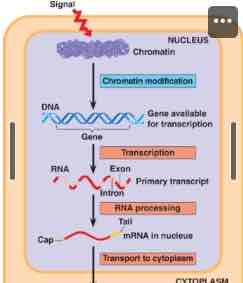 <p>genes in highly compacted chromatin are generally not transcribed</p>