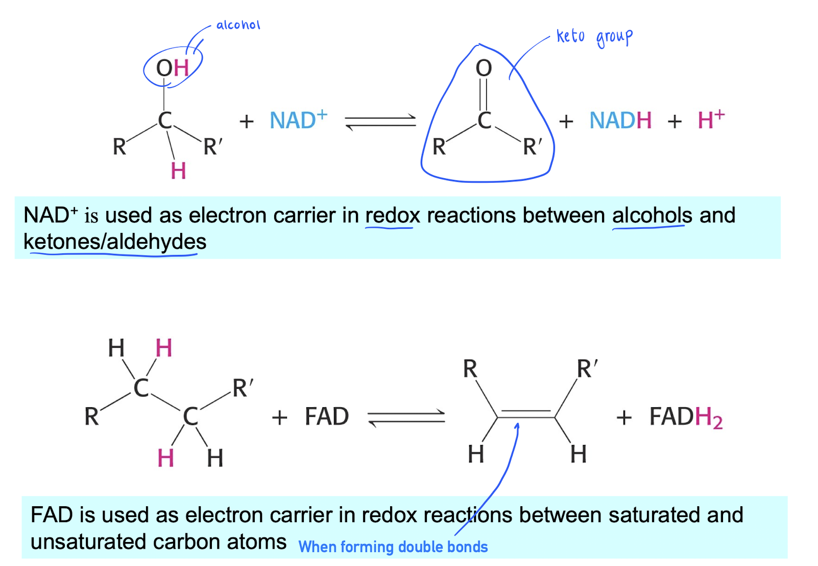 <p><strong>NAD+ </strong>: e<sup>-</sup> carrier in redox between alcohols and keton groups.</p><p></p><p><strong>FAD </strong>: e<sup>-</sup> carrier in redox between saturated / unsaturated carbon atoms (double bonds)</p>