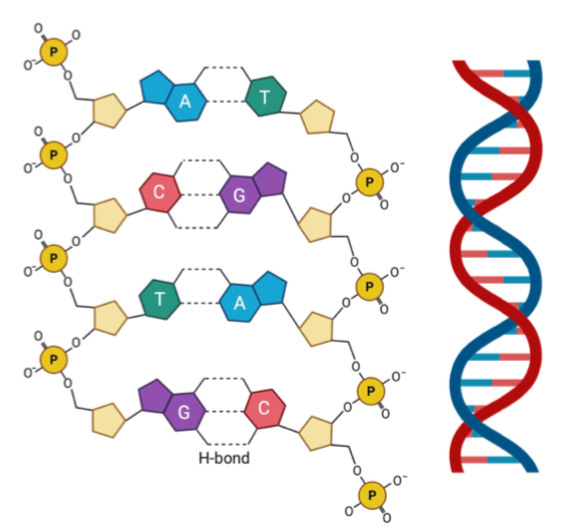 <p>Name this macromolecule</p>