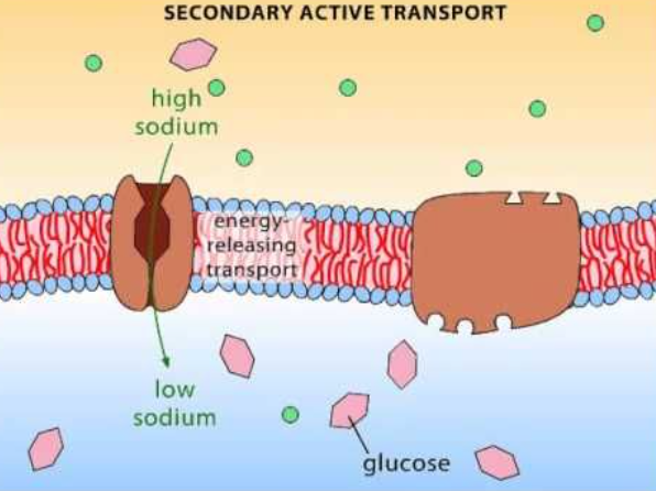 <p></p><ol type="a"><li><p><span><strong><span>Secondary active transport</span></strong></span></p></li></ol><p></p>