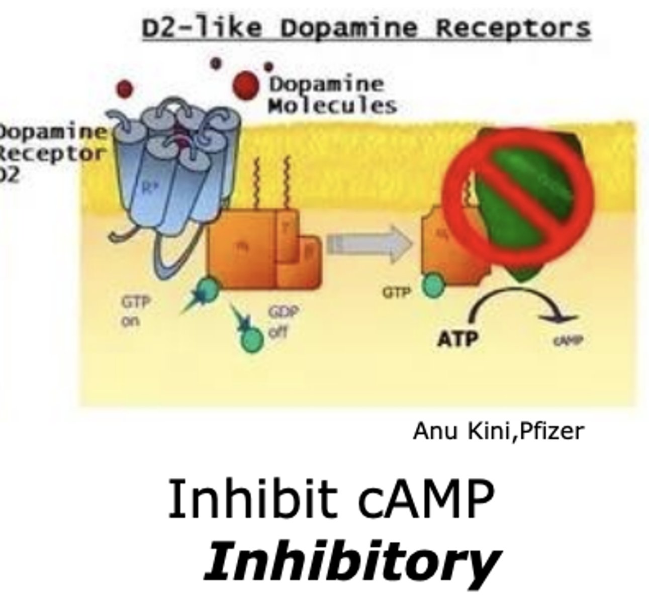 <p>D2-like dopamine receptor</p><p>- inhibitory </p>