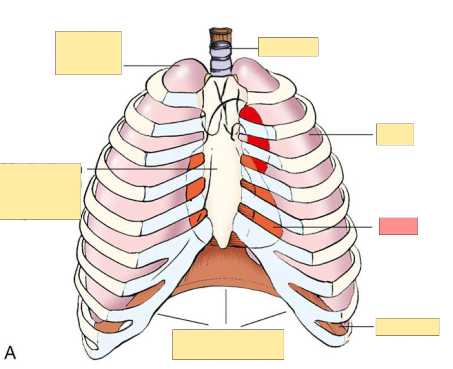 <p>What organ is this?</p>
