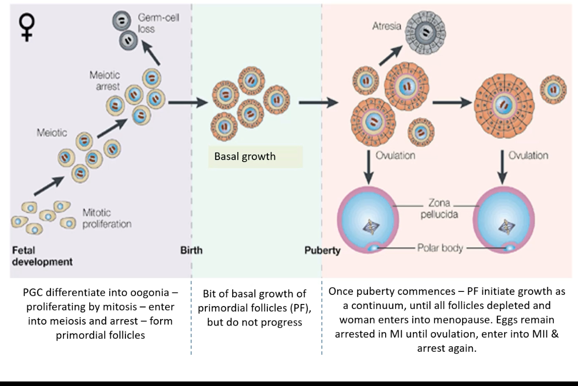 <p><span>The vascular theca layer provides follicles with essential nutrients, oxygen, and hormonal signals. It supports steroidogenesis, especially during antral stages and luteinization.</span></p>