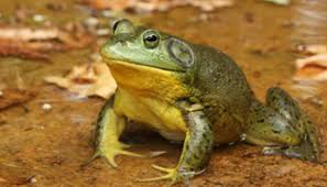<p>American Bullfrog</p>