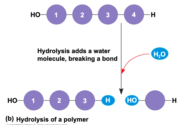 <p>(b) hydrolysis of a polymer (peep photo) </p>