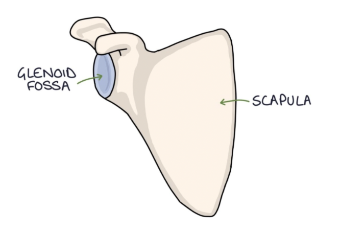 <p>(i.e. shoulder blade) flat, triangular-shaped bone at the back</p>