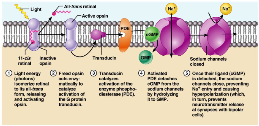 <p>What happens when light strikes photoreceptors? What are the effects on the receptor and on the other cells in the retina?</p>