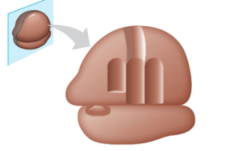 <p>right groove of large subunit</p>