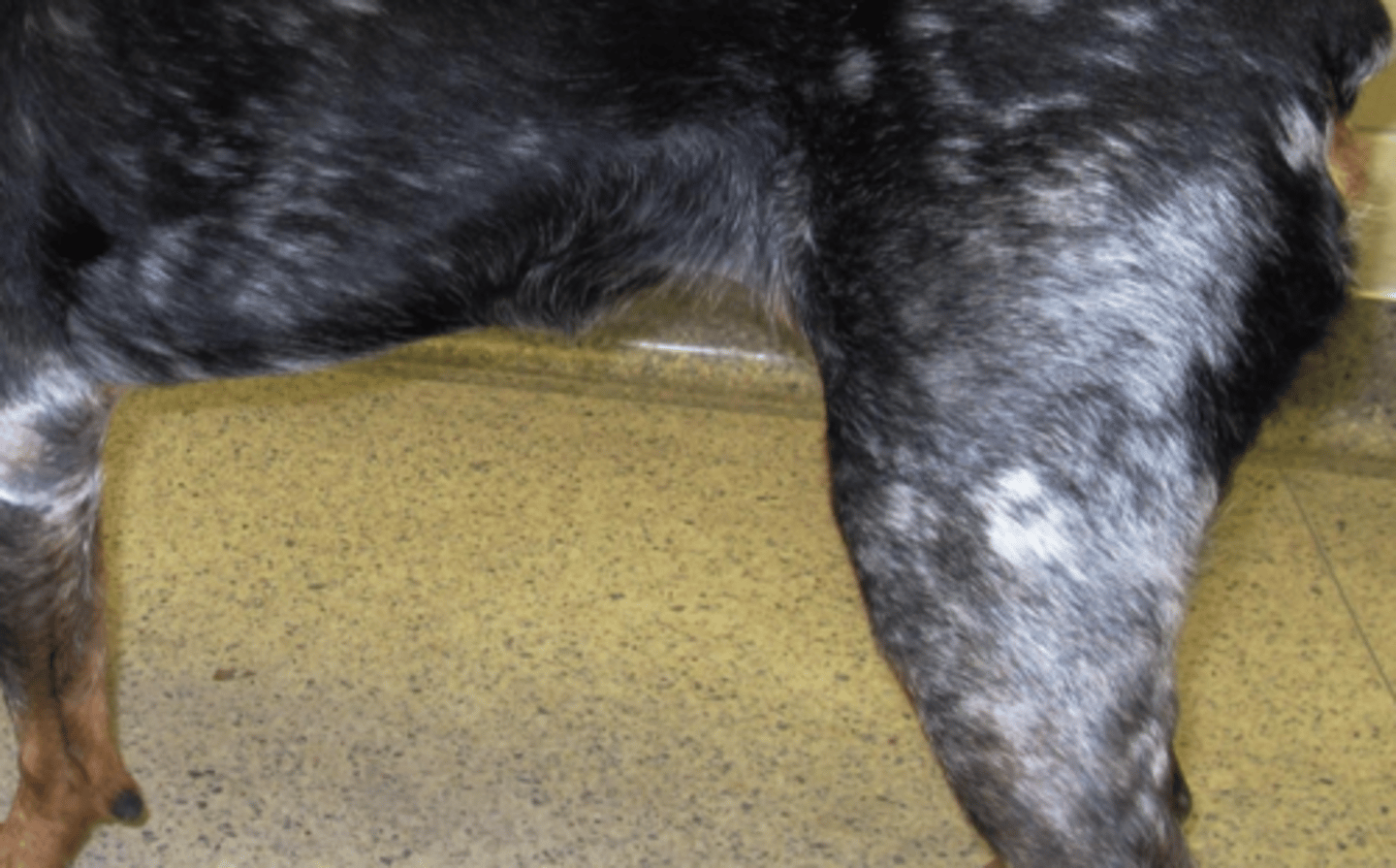 <p>What lesion is this? Is it primary or secondary?</p>