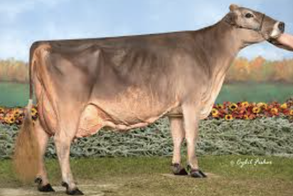 <p>What bovine breed is this? </p>