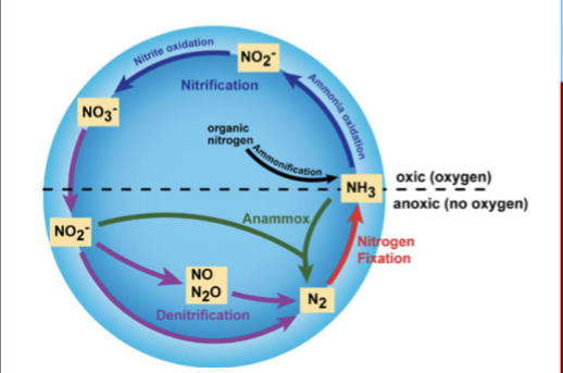 <ol><li><p>Nitrogen fixation - N2 into usable NH3</p></li><li><p>Assimilation - conversion of NH3 into organic nitrogen within organisms, DNA, proteins, etc. </p></li><li><p>Ammonification/Mineralization - decomposing organic matter (DNA, proteins, etc) into ammonia (NH4)</p></li><li><p>Nitrification- NH4/NH3 to NO2- to NO3- </p></li><li><p>Denitrification - Conversion of NO3-/NO2- to N2 gas </p></li></ol><p></p>