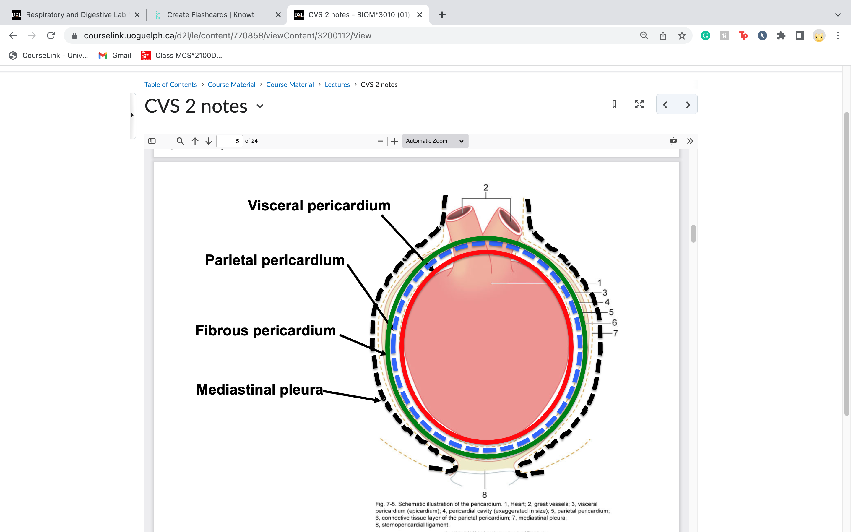 -mediastinal pleura
-fibrous pericardium *the two below prevent points of attachment*
-parietal pericardium
- visceral pericardium