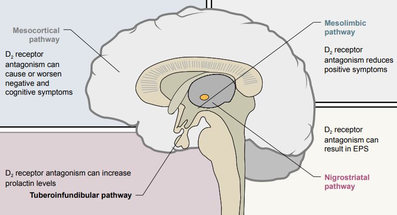 <ul><li><p class=""><strong>Mesocortical pathway</strong>: ↓ Dopamine = negative symptoms; D₂ antagonism can worsen or cause these</p></li><li><p class=""><strong>Mesolimbic pathway</strong>: ↑ Dopamine = positive symptoms; D₂ antagonism reduces these</p></li><li><p class=""><strong>Nigrostriatal pathway</strong>: D₂ antagonism = extrapyramidal side effects (motor symptoms)</p></li><li><p class=""><strong>Tuberoinfundibular pathway</strong>: D₂ antagonism = ↑ prolactin = ↓ sex drive &amp; endocrine effects</p></li></ul><p></p>