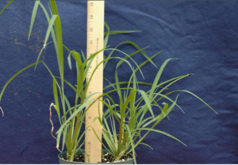 <p>Quackgrass</p>
