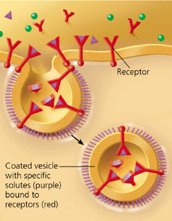 <p>receptor mediated endocytosis </p>