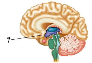<p><span><span>Identify the indicated space of the brain.</span></span></p>