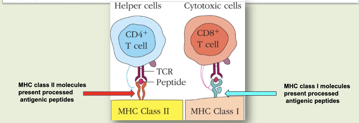 <p>do not recognize soluble antigens. antigens must be processed by antigen presenting cells. antigen peptides recognized by these form tri-molecular complexes with a T cell receptor and an MHC molecule presenting a peptide. can be linear or continuous. often internal</p>