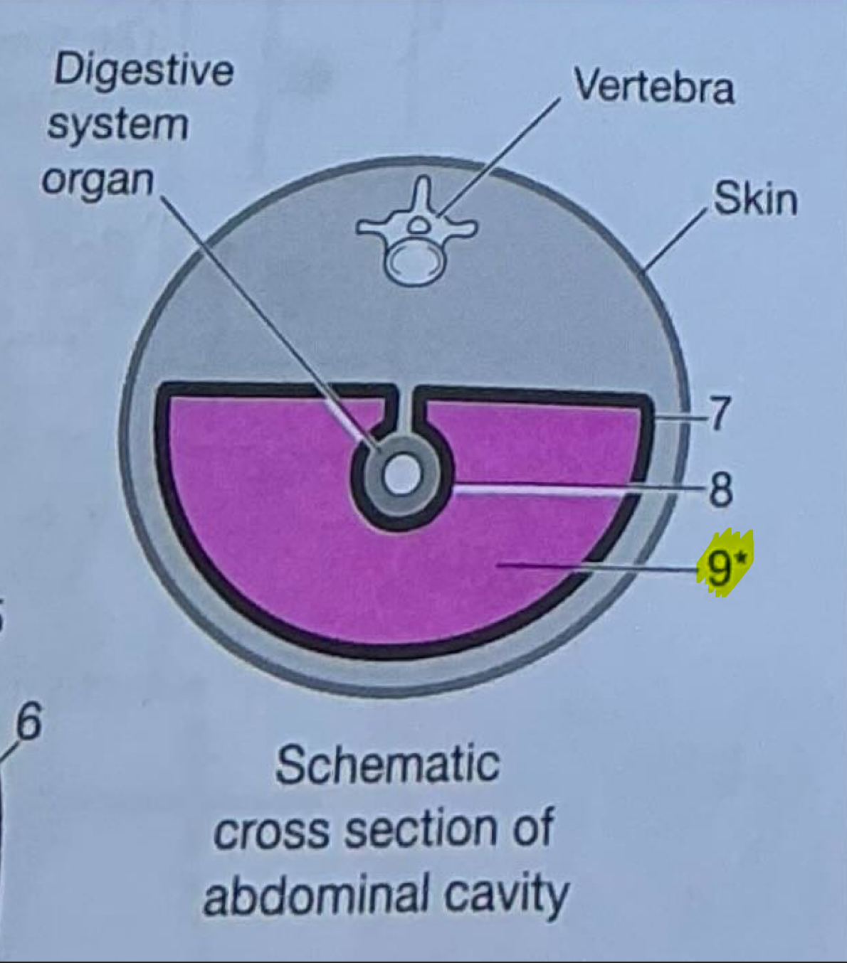 <p>Narrow, fluid-filled space between parietal and visceral layers</p>