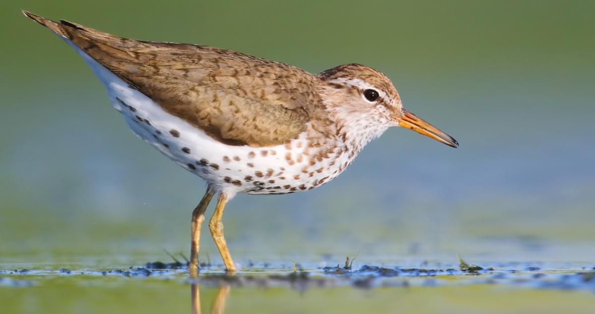<p>Spotted Sandpiper</p>