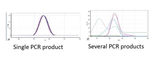 <ul><li><p>SYBRGreen molecule becomes fluorescent when intercalated with double stranded DNA, so more fluorescence means more double stranded DNA is present </p></li><li><p>analysed using melt analysis (measures fluorescence after increasing temp by 1C at a time) </p></li><li><p>advantage → uses regular PCR primers</p></li><li><p>disadvantage → cannot differentiate between gene of interest and other products </p></li></ul><p></p>