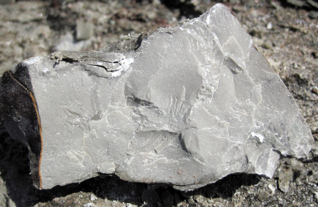 <p>Sedimentary, not made up of other rocks, reacts to HCl, no visible grains or fossils </p>
