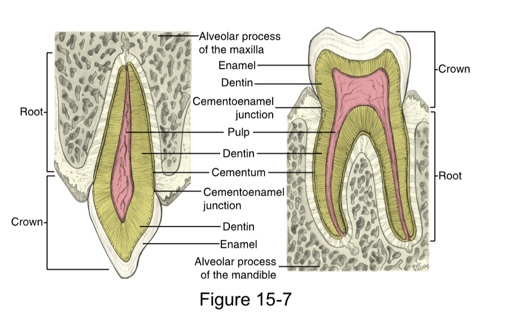 <p>an external line at the cervix of the tooth where the&nbsp;enamel meets the cementum</p>
